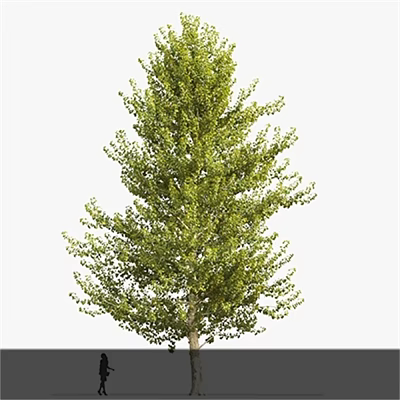 Tall Arbor With Lush Green Foliage And Dense Branches In Natural Scene 3d model