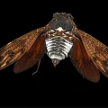 Flying Cicada With Spread Brown Wings Intricate Patterns Black White Body Isolated On Black Background