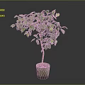 Green Potted Plant With Lush Green Leaves In Light Colored Pot On Gray Background