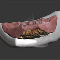 Detailed Anatomical Model Showing Pink Muscle Texture And White Base Structure