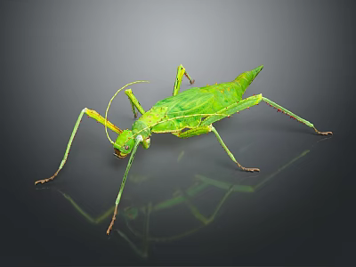 Green Praying Mantis Displaying Long Limbs And Wings On Gray Background With Reflection 3d model