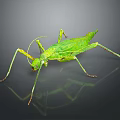 Green Praying Mantis Displaying Long Limbs And Wings On Gray Background With Reflection 3d model