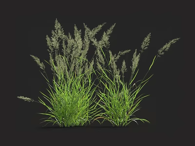 Fresh Green Grass in Two Lush Clumps Against Black Background with Natural Texture 3d model