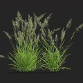 Fresh Green Grass in Two Lush Clumps Against Black Background with Natural Texture
