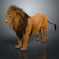 Male Lion With Brown Mane Standing On Gray Background With Reflection 3d model