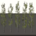 Five Tall Trees With White Trunks And Green Leaves Arranged In A Row