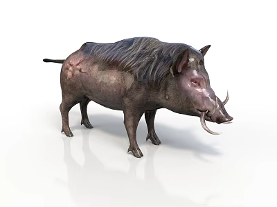 Wild Boar With Long Tusks Dark Skin And Rough Fur On White Background 3d model