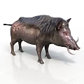 Wild Boar With Long Tusks Dark Skin And Rough Fur On White Background