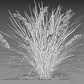 Garden Ornaments Showcasing Different Ornamental Grasses With Green Foliage For Garden Decoration