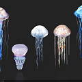 Colorful Transparent Jellyfish Displaying Various Bell Shapes And Long Flowing Tentacles