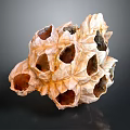 Orange and White Aquatic Sponge with Porous Structure and Multiple Holes