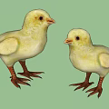 Adorable Yellow Young Birds Standing Together With Soft Feathers And Orange Claws Looking Cute
