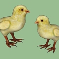 Modern Chick 3d model