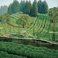 Tea Field Ladder Sculpture Sketch Art Installation Sketch 3d model