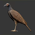 Realistic Standing Vulture Figure With Detailed Feather Texture And Shiny Surface Reflection On Dark Background