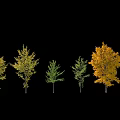 Various Arbor Trees With Green And Yellow Foliage In Seasonal