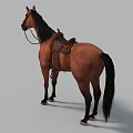 Detailed Brown Horse With Leather Saddle And Bridle Standing On Gray Background