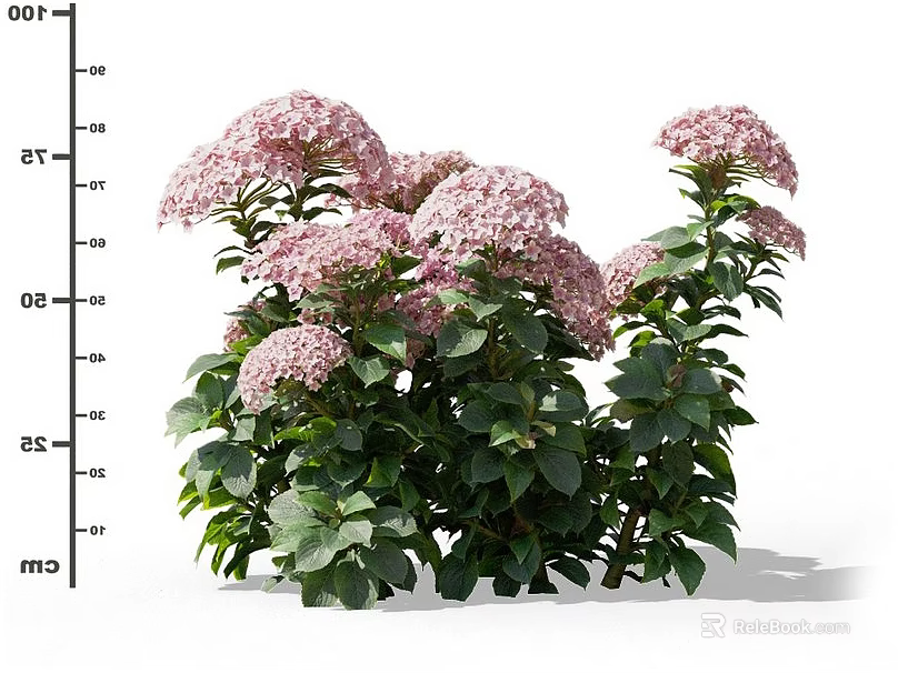Vibrant Pink Hydrangea Shrub With Lush Green Leaves And Blooming Flowers 3d model 
