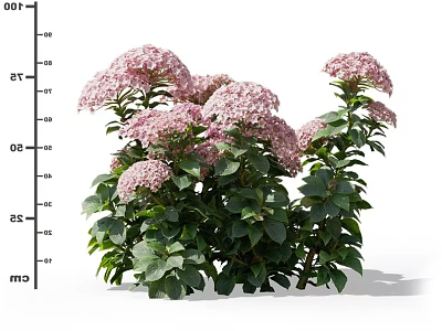 Vibrant Pink Hydrangea Shrub With Lush Green Leaves And Blooming Flowers 3d model