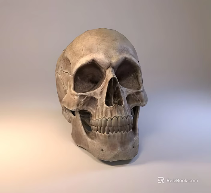 Realistic Detailed Human Skull Model With Textured Surface And Studio Lighting 3d model
