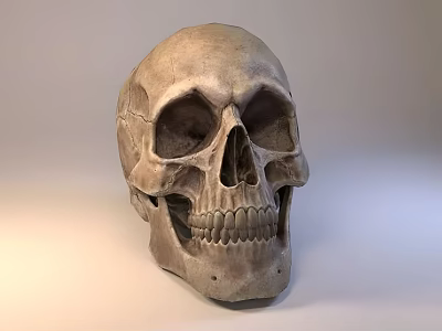 Realistic Detailed Human Skull Model With Textured Surface And Studio Lighting 3d model