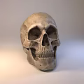 Realistic Detailed Human Skull Model With Textured Surface And Studio Lighting 3d model