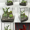 Bonsai Potted Plant With Cactus Succulents And Small Stones In Glass Container For Indoor Decor