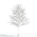 Tall White Bark Tree With Leafless Branches Against Blue Sky And Clouds 3d model