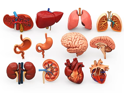 Human Organs Anatomy Brain, Brain, Pedulla, Kidney, Lung, Heart, Stomach, Waist, Liver, Spleen 3d model