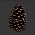 Brown Pine Cone with Natural Texture and Detailed Structure Isolated on Dark Background