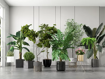 Various Potted Plants Of Different Sizes With Stylish Planters In Modern Indoor Space 3d model
