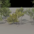 Diverse Arbor Trees Collection With Various Sizes Green Foliage And Heights