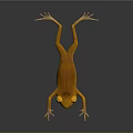 Orange Frog Lying On Shiny Smooth Surface With Yellow Eyes And Clear Reflection