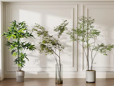 Various Types of Potted Plants in Different Pots Against White Wall and Wooden Floor 3d model