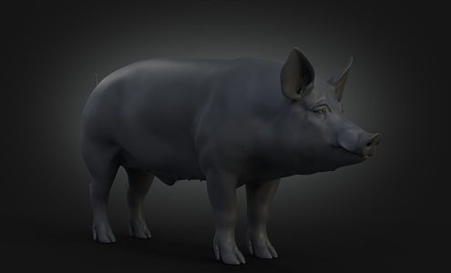 Black pig domestic pig boar 3d model