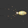 Vibrant Yellow And Pink Spider With Long Thin Legs On Dark Reflective Background 3d model