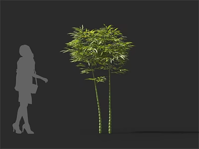 Lush Green Bamboo Plant With Tall Stems And Human Silhouette 3d model