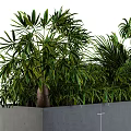 Bonsai Potted Plants In Gray Concrete Rectangular Container With Lush Green Foliage 3d model