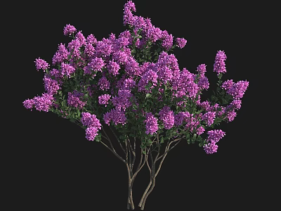 Vibrant Blooming Arbor With Purple Flowers And Green Foliage In Garden 3d model