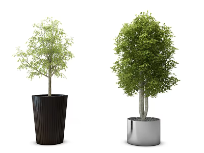 potted plant 3d model