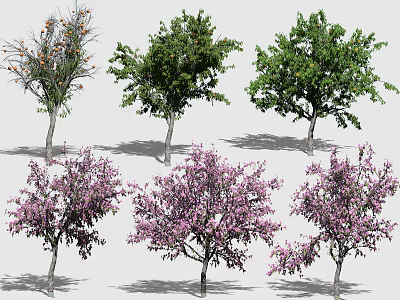 Diverse Arbor Trees With Purple Blooms Orange Fruits And Lush Foliage 3d model