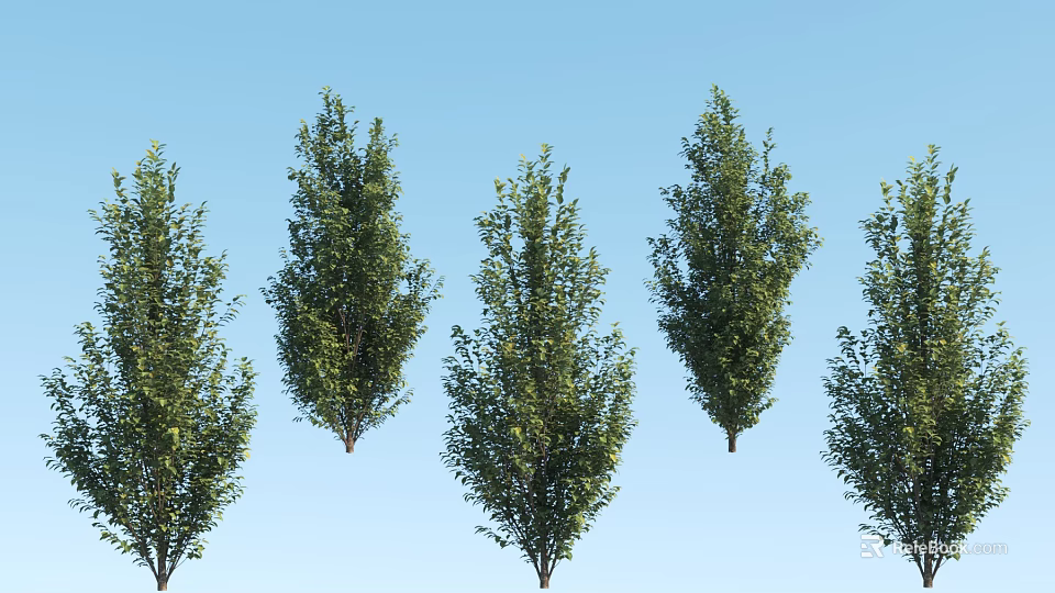Multiple Green Leafy Arbor Trees Against Clear Blue Sky Background 3d model