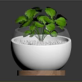 Lush Green Leafy Plant in White Ceramic Pot with Wooden Base