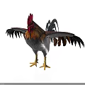 Rooster With Red Comb Golden Black Feathers Spread Wings Yellow Legs On White Background