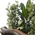 Plant Combination with Diverse Greenery and Curved Wooden Structure in Outdoor Garden Setting