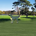 Yellow Labrador Dog Standing On Green Golf Course With Trees Lake And People