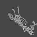 Realistic Cow Skeleton 3D Model with Detailed Anatomical Structure and Horns 3d model