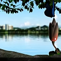 Beautiful Pink White Magnolia Flowers With Fresh Green Leaves By Calm Lake Cityscape Distant Mountains