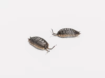 Two Small Armored Reptiles on White Background Closeup View Details 3d model