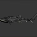3D Whale Shark Model With White Spots Dark Body Side View On Gray Gradient Background 3d model